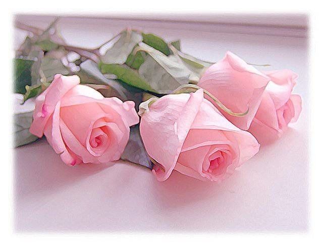 Create meme: pink roses , a delicate pink rose, delicate roses