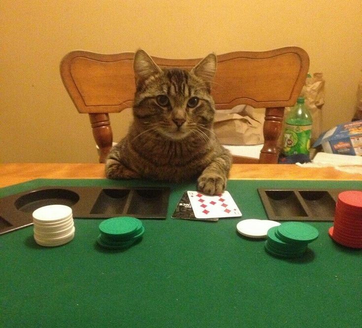 Create meme: cat poker, poker , cats poker