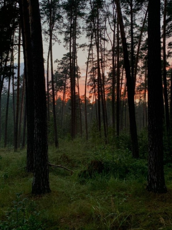 Create meme: pine forest, forest in Siberia, forest forest