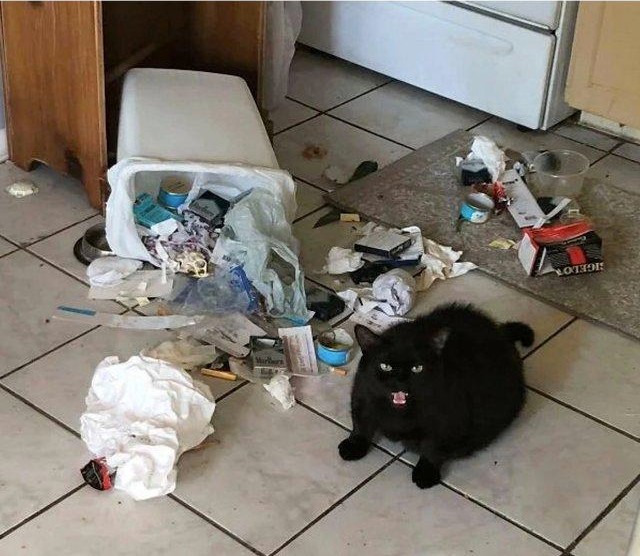 Create meme: cat , garbage in the apartment, cat 