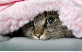 Create meme: cat, blanket Wallpaper, pink blanket