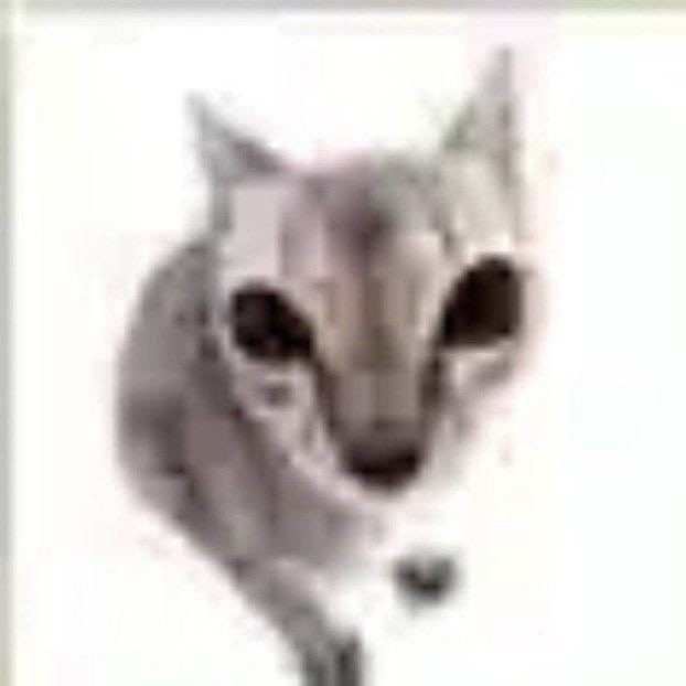 Create meme: cat funny , stupid cat , painted cat