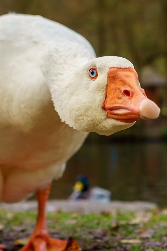 Create meme: goose , goose funny, cool goose