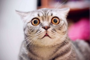 Create meme: funny cats, surprised cat, the surprised cat