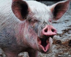 Create meme: boar , pig boar, swine fever