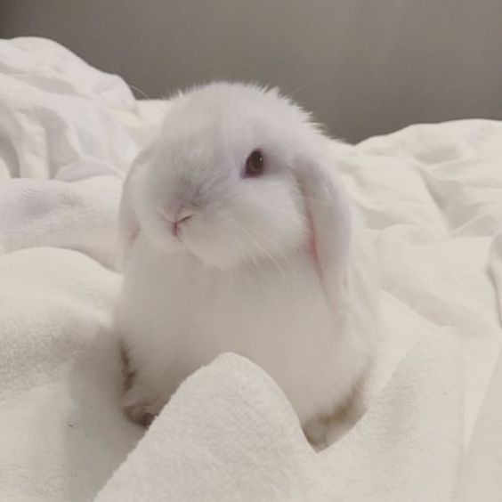 Create meme: white rabbit, Angora lop-eared rabbit, white lop - eared rabbit