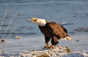 Создать мем: орёл птица, eagle, орёл