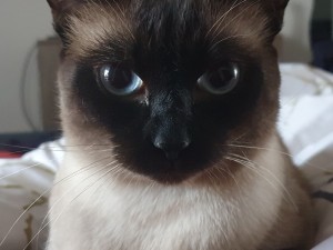 Create meme: the Thai cat, Siamese cat