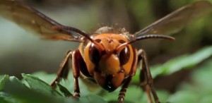 Create meme: vespa mandarinia hornet, giant hornet, the giant Asian hornet