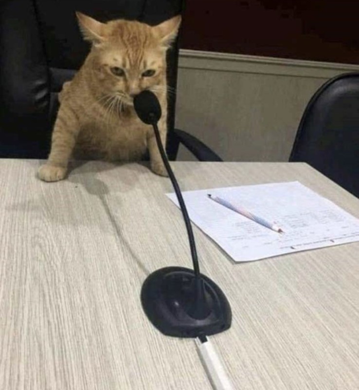 Create meme: cat , cat with microphone, cat with microphone meme