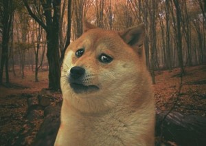 Создать мем: sad doge мем, падик, doge собака