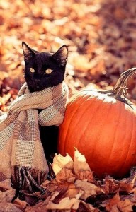 Create meme: the picture cat in scarf autumn, fall leaves with pumpkin and cat, autumn cats pictures