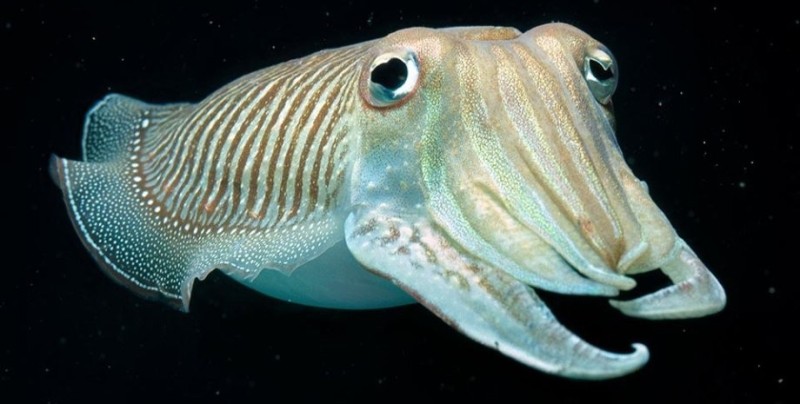 Create meme: cuttlefish sepia officinalis, common cuttlefish, cuttlefish