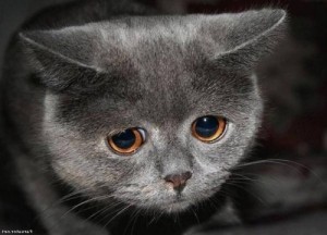 Create meme: cat sad, sad cat, sad cat