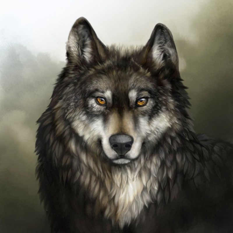 Создать мем: волк волк, серый волк, волк красивый
