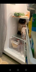 Создать мем: кот домашний, коты, кошка в холодильнике