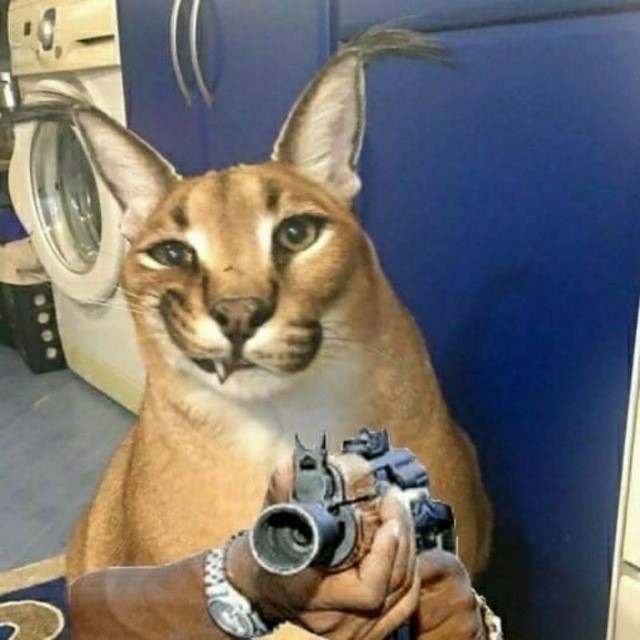 Create meme: caracal slap, karakal gosha, slap caracal