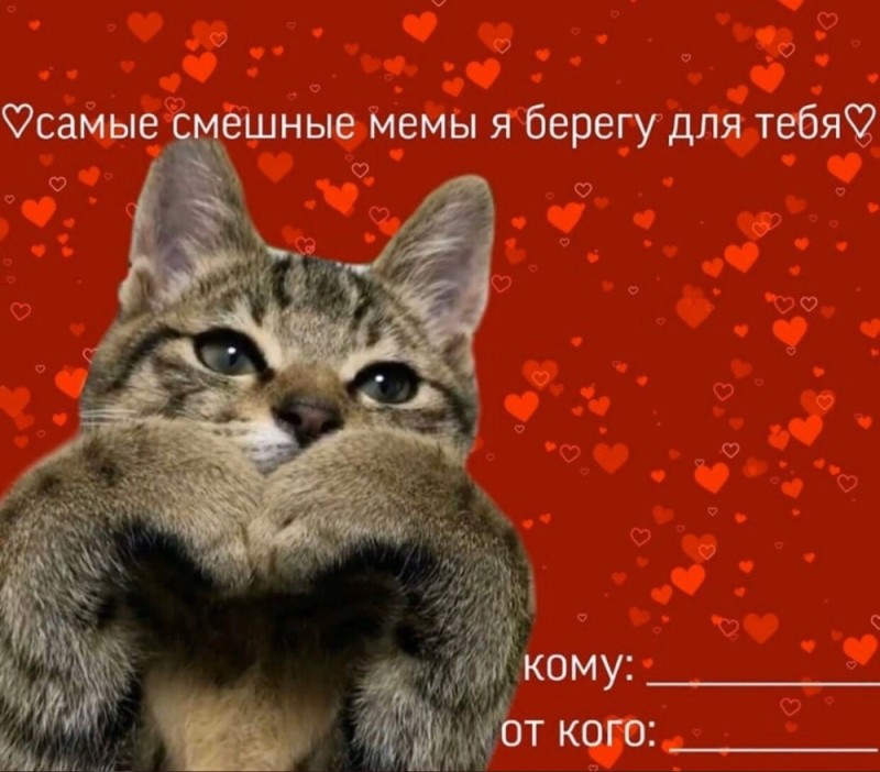 Создать мем: валентинка с котом, валентинки милые, смешные валентинки с котами