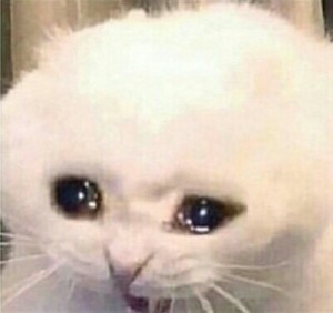 Create meme: cat, meme cat, cat crying meme