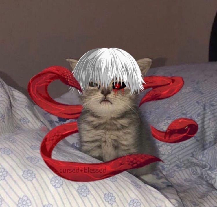 Create meme: the cat is a ghoul, the cat is a ghoul, tokyo ghoul cat