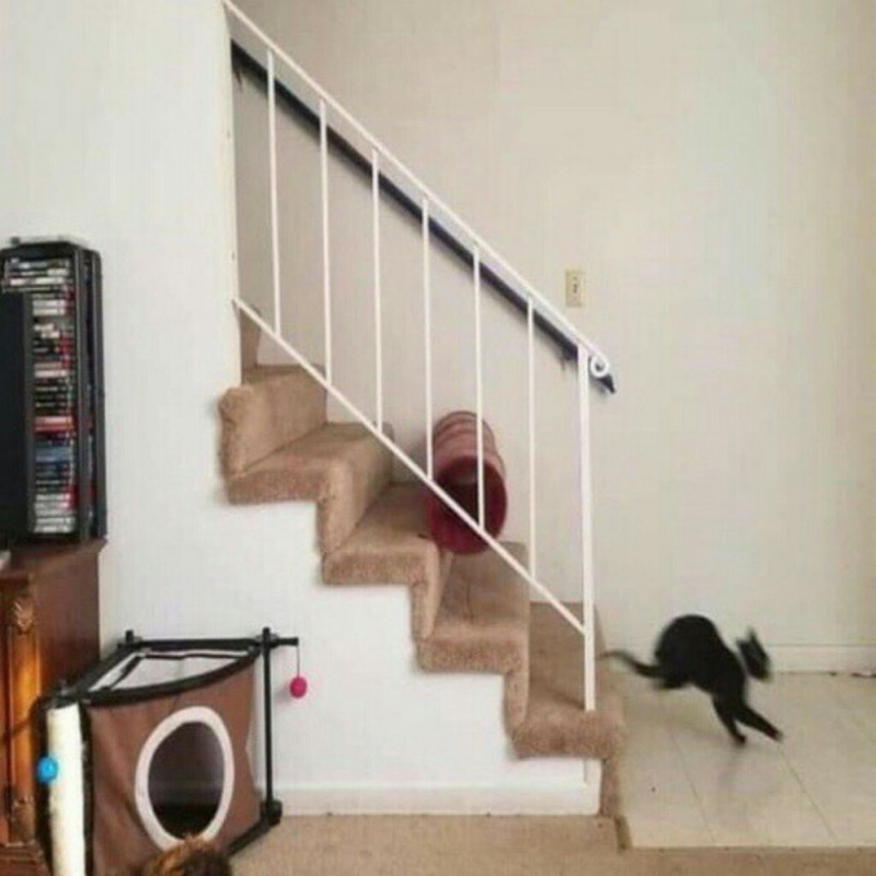 Create meme: under the stairs, the cat comes down the stairs, cat falls down the stairs