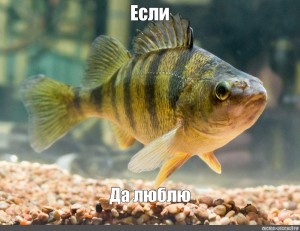 Создать мем: окунь рыба, европейский окунь, окунь обыкновенный