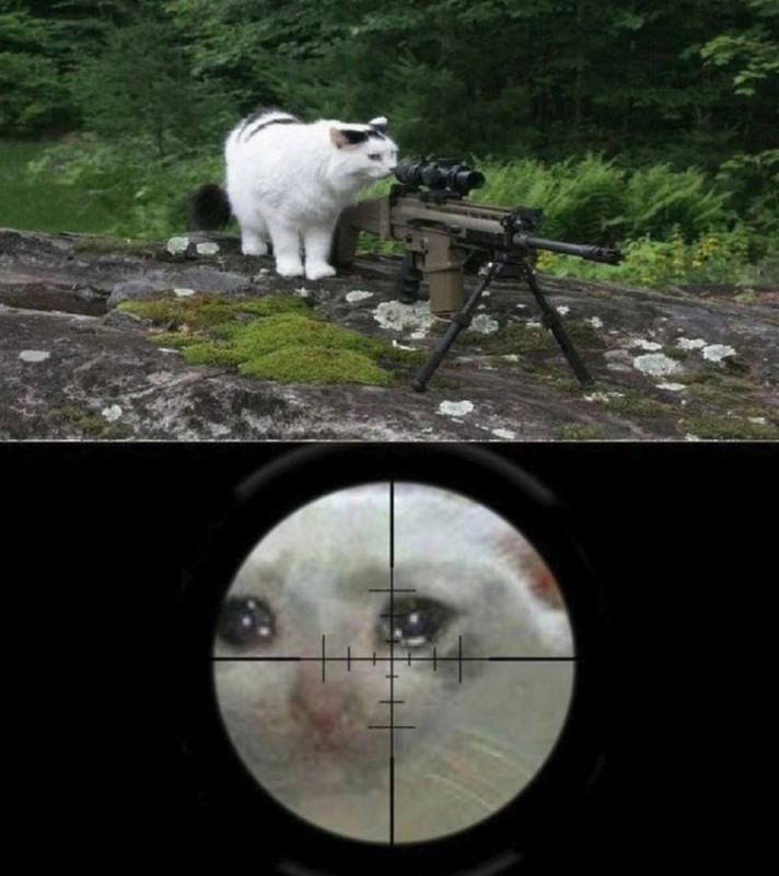 Создать мем: снайпер, снайперская винтовка кошка, животное в прицеле