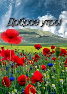 Create meme: nature beautiful, beautiful flowers, field of poppies