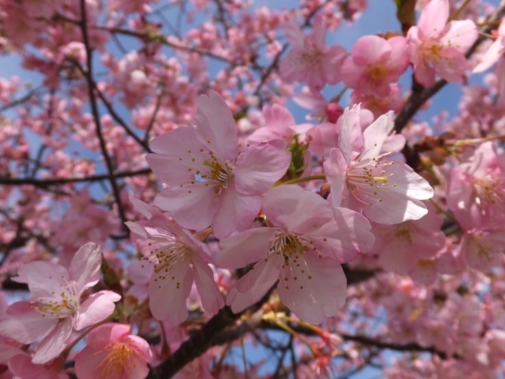 Create meme: Cherry cherry, cherry blossoms , sakura sargent cherry sargent