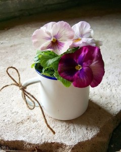 Create meme: violet, beyaz çiçek, pansy