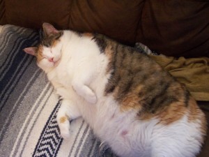 Create meme: fat cat, fat cat, fat cat