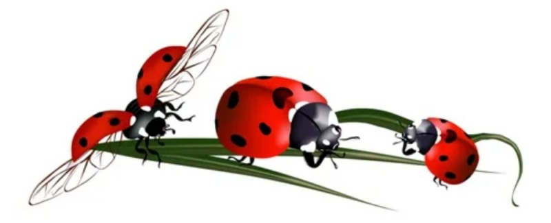 Create meme: ladybug beetle, insects on a transparent background, ladybug clipart