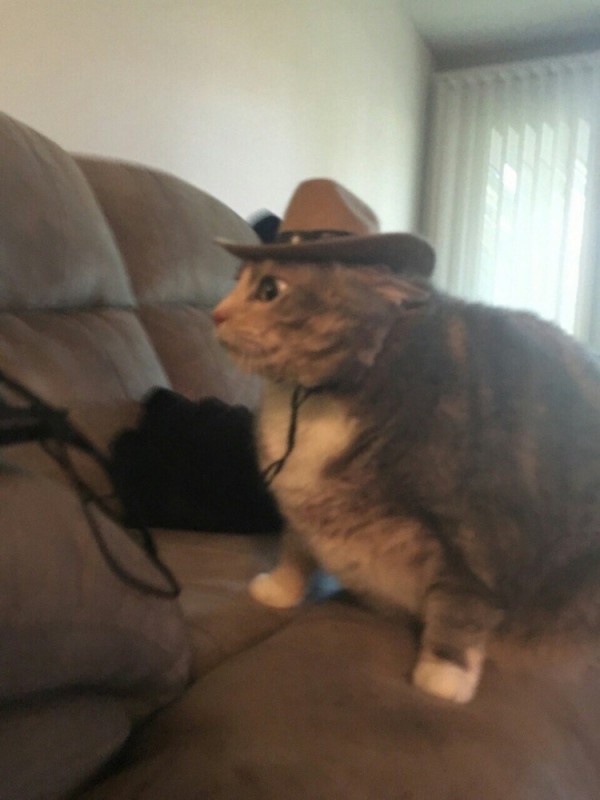 Создать мем: котик в шляпе, кошка, кошка в шляпе