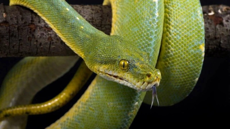 Create meme: green python morelia, The green snake, Python 