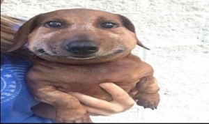 Create meme: dog, doggie, Dachshund