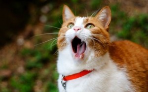 Create meme: lolcats, cats, the cat is yawning