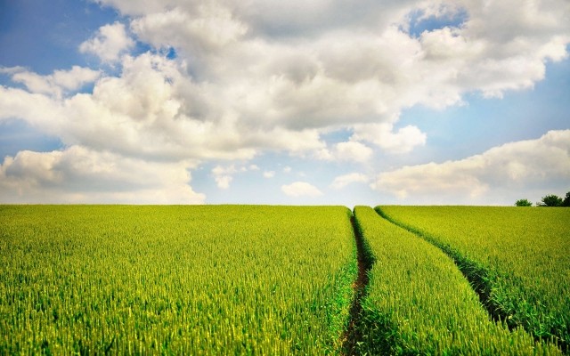 Create meme: field sky, wheat in the field, green field