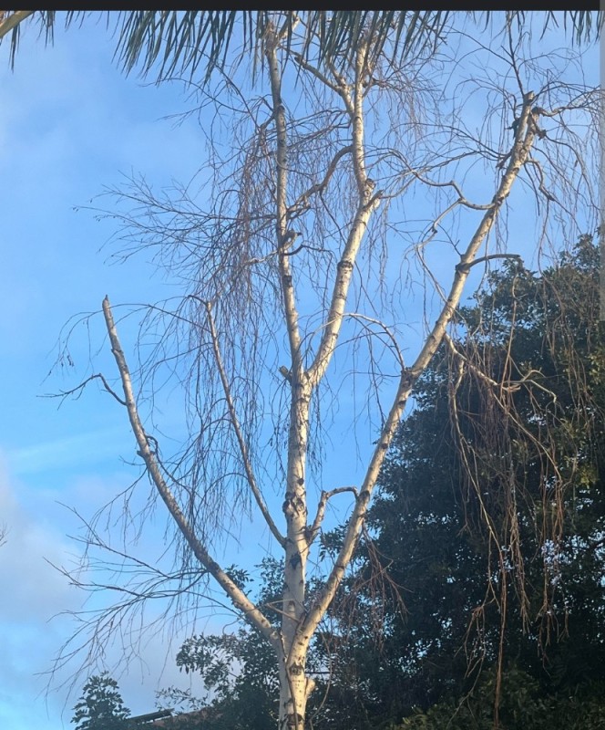 Create meme: hanging birch laciniata betula pendula laciniata, hanging birch, birch tree