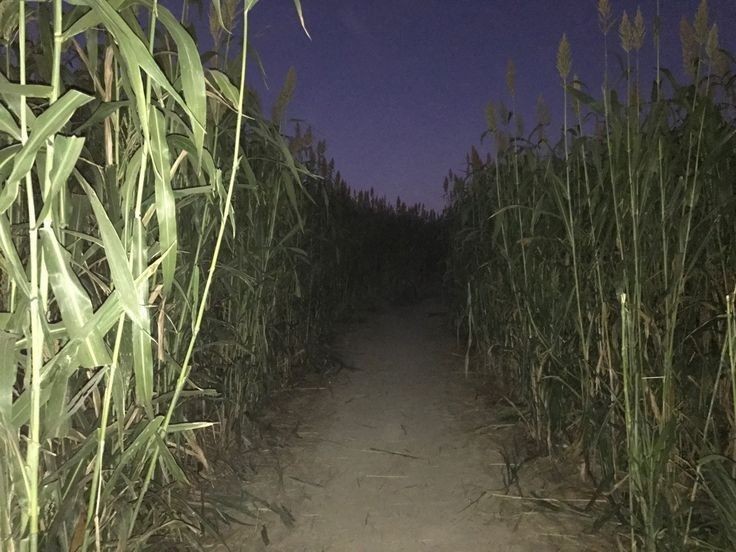 Create meme: cornfield at night, A scary cornfield, darkness