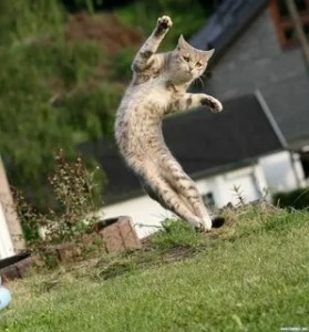 Создать мем: кот в движении, летающие коты, лесной кот в прыжке
