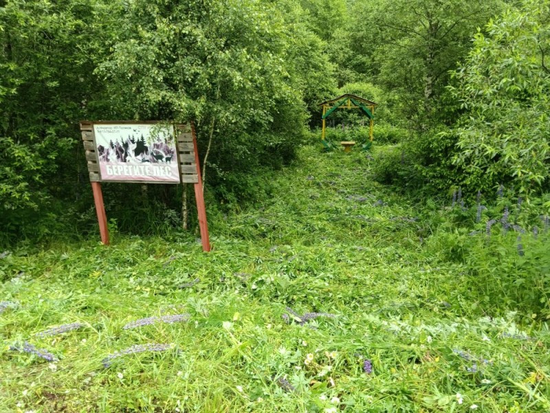 Create meme: the pine forest of the ecotrope, anuryevsky spring Samarskaya luka, Lokhin Island Nature Reserve attractions