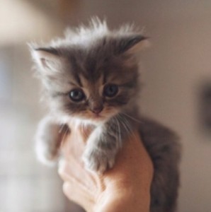 Create meme: adorable kittens, cute kittens, kitties