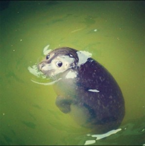 Create meme: cuteness, aquatic animals, baby seal