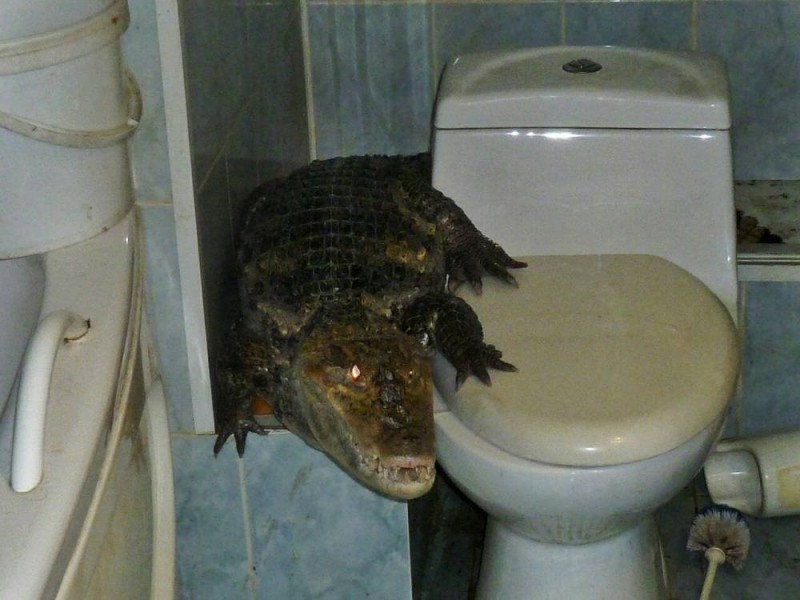 Create meme: crocodile in the bathroom, gene for a crocodile in the bathroom, domestic crocodiles