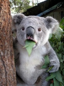 Create meme: Koala bear with cub toy makes a sound, frisky Koala, the surprised animals