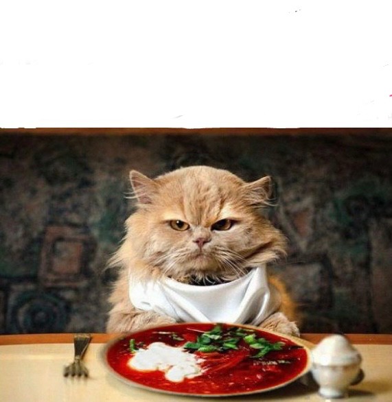 Создать мем: кот за столом, кот голодный, кошки