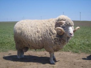 Create meme: Soviet Merinos, Merino, lamb