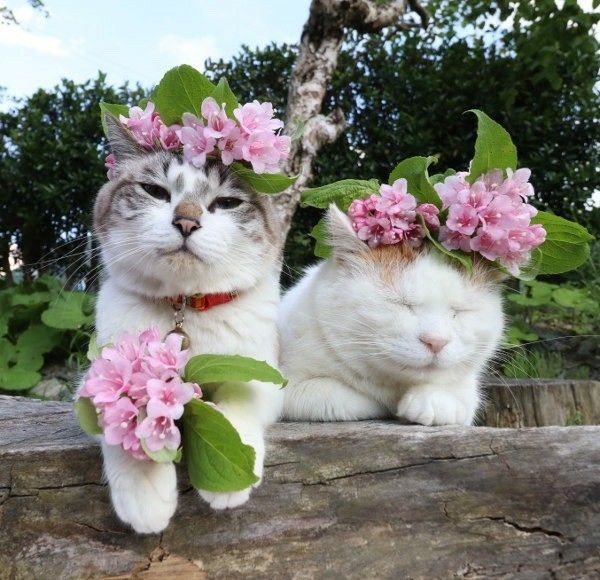 Create meme: cat , spring cats, cat cat