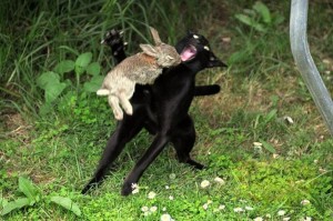 Создать мем: кот охотится на зайца, черный кролик, кот поймал зайца