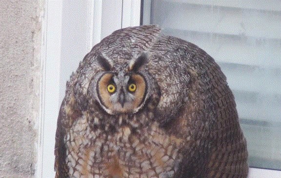 Create meme: long-eared owl, owl funny, The polar eared owl